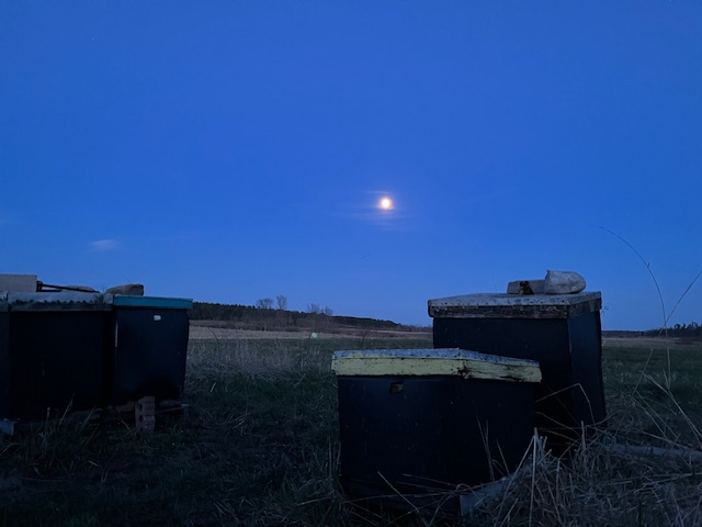 Apiary by moonlight in the Ottawa Valley