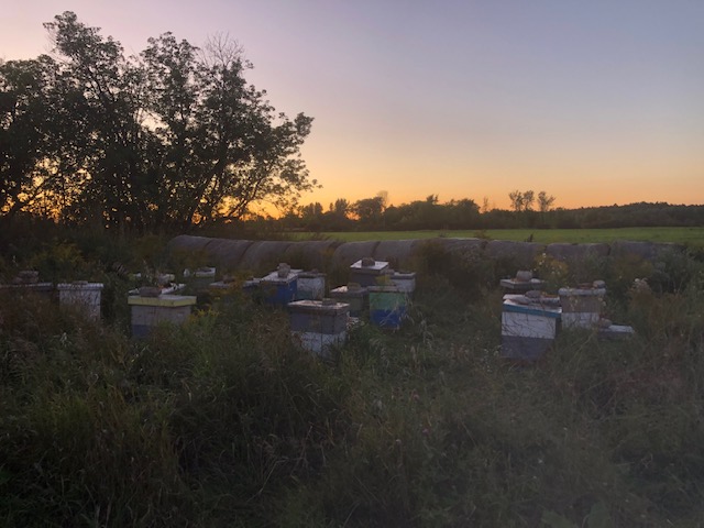 Ottawa Valley apiary at sunset