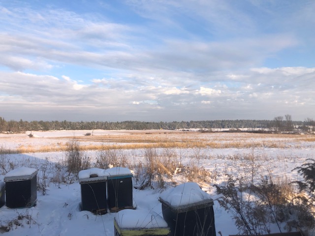 Winter-hardy apiary in the Ottawa Valley in winter
