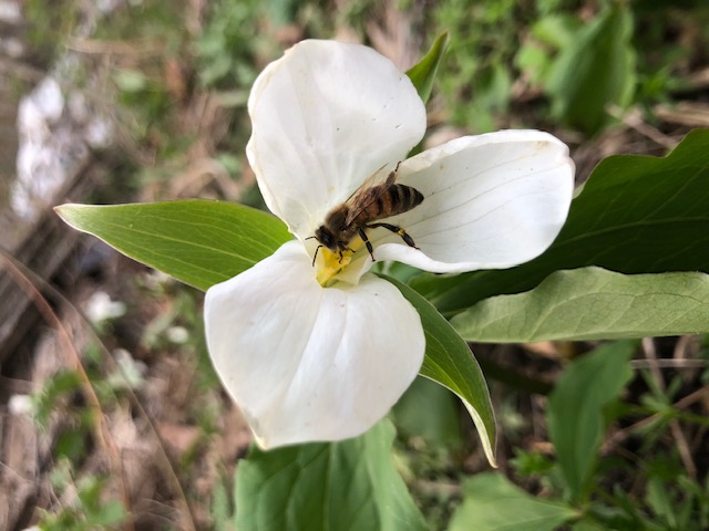 Bee pollinating trillium, Eastern Ontario