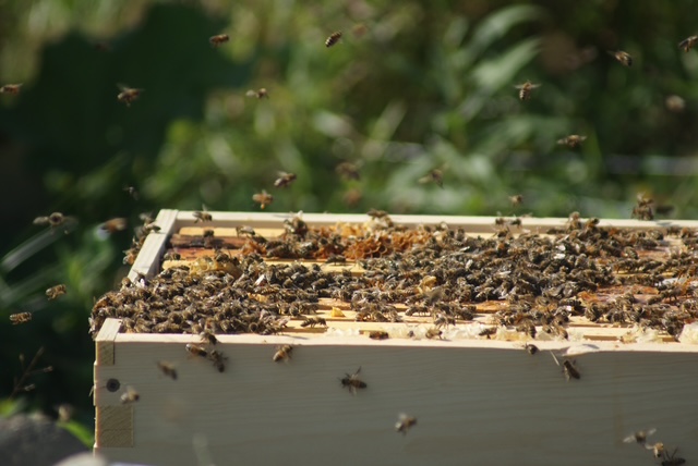 Beehive with bee activity at Ottawa Valley apiary
