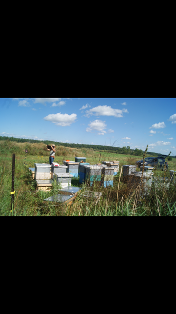 Beekeeper in the apiary field, Ottawa Valley