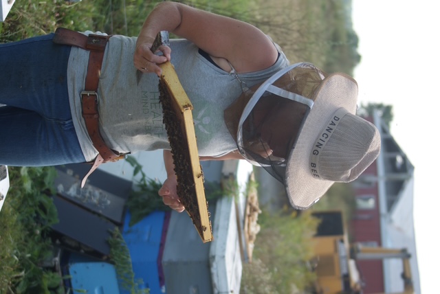 Beekeeper inspecting a frame at the hive, Ottawa Valley