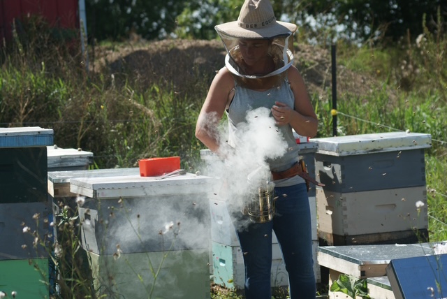 Beekeeper with smoker at Ottawa Valley apiary