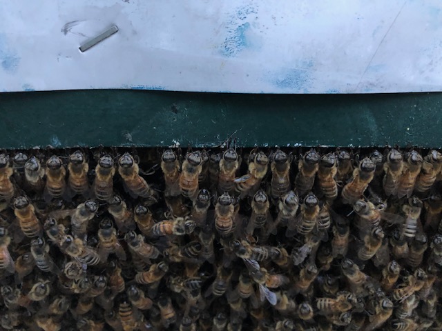 Honeybees at the hive, Ottawa Valley queen breeding program