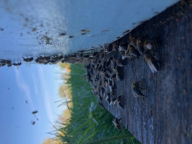 Bees at the hive entrance, Ottawa Valley apiary