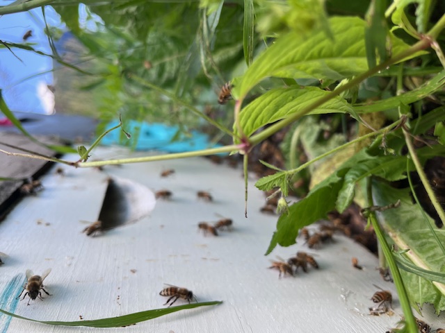 Bees at hive entrance, Ottawa Valley