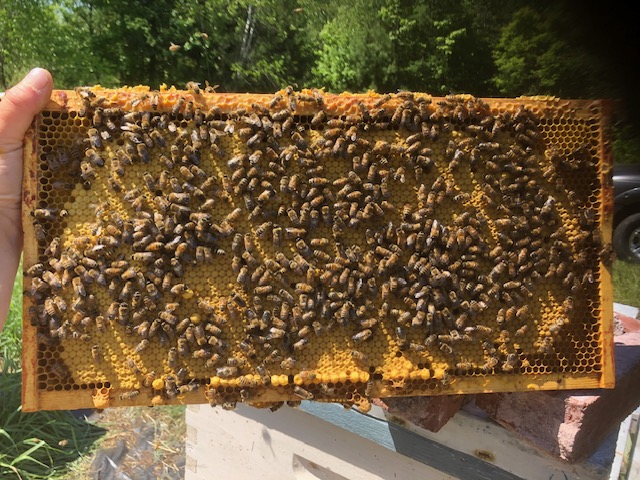 Frame with bees and honeycomb, Ottawa Valley nuc
