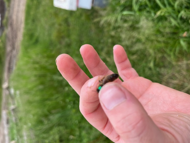 Marked queen bee in hand, Ottawa Valley breeding program