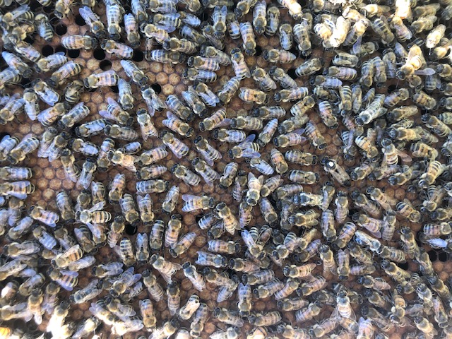 Marked queen on brood frame at Ottawa Valley apiary