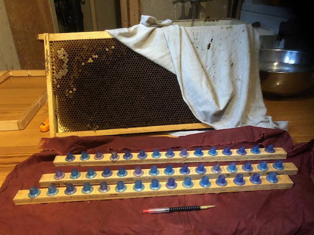 Queen cell cups on bars, Ottawa Valley queen breeding