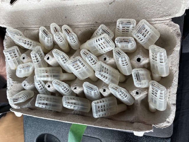 Queen cages for shipping, Ottawa Valley mated queens