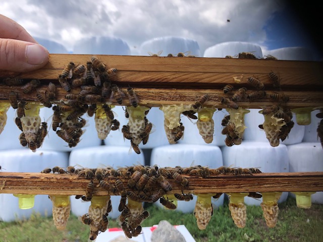 Queen cells on frame, Ottawa Valley queen breeding